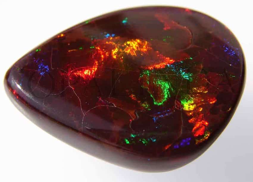 da quy mau nau opal